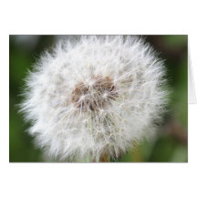 Productos del diente de león de la primavera tarjeton