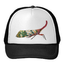 Productos del insecto de la linterna gorro