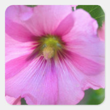 Productos rosados del Hollyhock Calcomania Cuadrada Personalizada