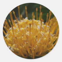 Protea amarillo etiquetas  