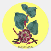 Protea Cordifolia Pegatinas