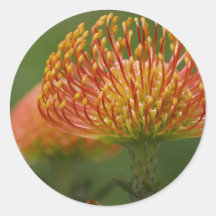 Protea del acerico pegatina