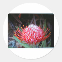 Protea Etiquetas