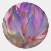 Protea llameante en rosa y púrpura etiquetas  