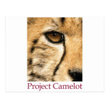 Proyecto Camelot (logotipo grande) Tarjeta Postal