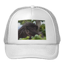 puerco espín gorras de camionero