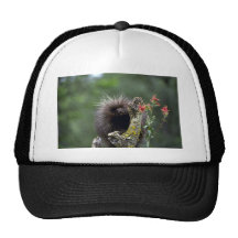 Puerco-verano-joven Gorras