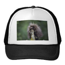Puerco-verano-joven Gorros