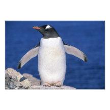 Puerto de Papua del Pygoscelis del pingüino de Gen Impresiones Fotográficas
