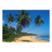 Puerto Rico, Isla Verde, árboles de palma Impresiones Fotográficas