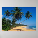 Puerto Rico, Isla Verde, árboles de palma Posters