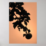 Puesta del sol de Apple Impresiones