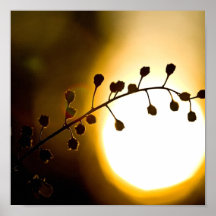 puesta del sol de la flor poster