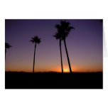 Puesta del sol de la palmera felicitaciones