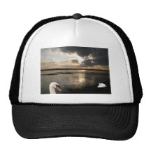 Puesta del sol del cisne gorro de camionero