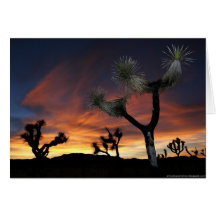 Puesta del sol del valle del desierto tarjetas