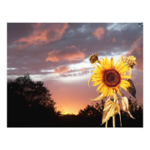 PUESTA DEL SOL DEL VERANO IMPRESIÓN FOTOGRÁFICA