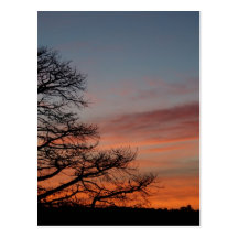 Puesta del sol en los robles postal