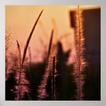 puesta del sol en los wildflowers posters