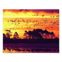 Puesta del sol y pájaros arte con fotos