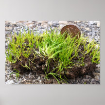 Puesto en peligro estera-formando el quillwort (te poster
