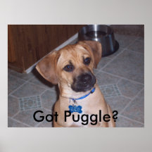 ¿Puggle conseguido? Poster