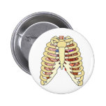 Pulmones y corazón de la caja torácica pins