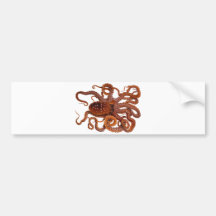 Pulpo manchado blanco atlántico del Macropus del p Etiqueta De Parachoque