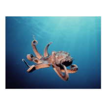 Pulpo Tarjeta Postal