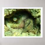 Pulpo vulgaris impresiones