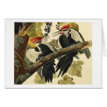 Pulsación de corriente de Pileated, John James Aud Tarjeta