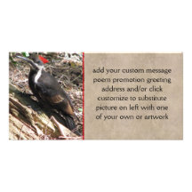 Pulsación de corriente de Pileated Plantilla Para Tarjeta De Foto