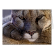 Puma Felicitación