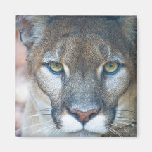 Puma, león de montaña, pantera de la Florida, puma Imanes Para Frigoríficos