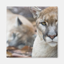 Puma, león de montaña, pantera de la Florida, puma Iman Para Frigorífico