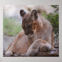 Puma Posters