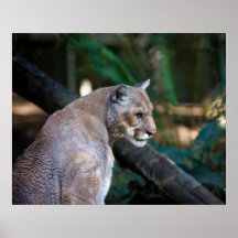 puma posters