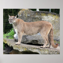 puma posters