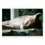Puma soñoliento, usted es adorable tarjetas