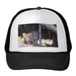 Puma suramericano gorras de camionero