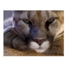 Puma Tarjeta Postal