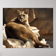 Puma y rocas impresiones