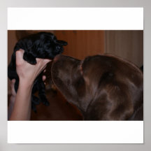 PUP1 POSTER