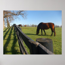 Pura sangre de Kentucky Posters