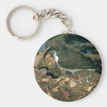 Purplebacked Sunbird Llavero