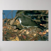 Purplebacked Sunbird Poster