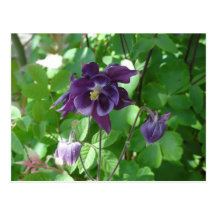 Púrpura de Columbine Postales