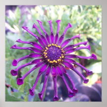 Púrpura de la araña del flower power impresiones