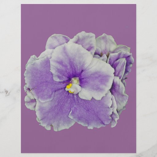 Púrpura de la violeta africana tarjetones