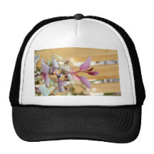 púrpura del rosa de la planta del moutain de la ni gorro